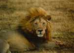 Lion picture