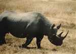 Rhino picture