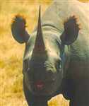 Rhino picture