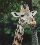 Giraffe picture