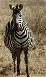 Zebra picture