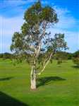 A tree that always gets in the way of my golf ball