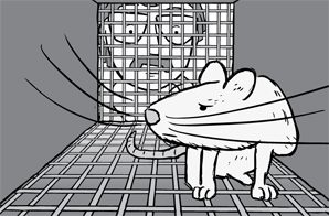 rat trap